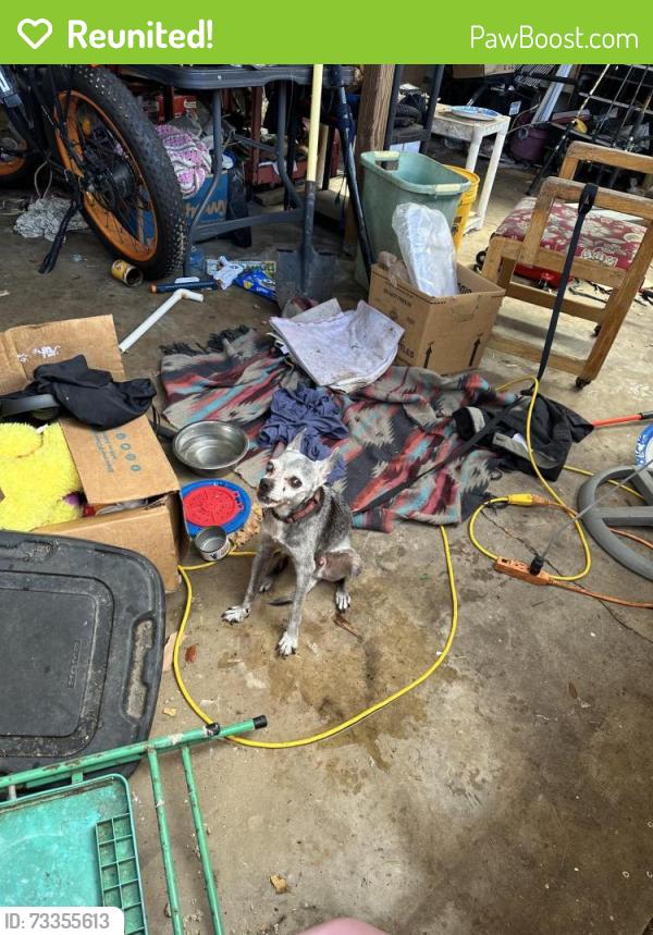 Reunited Male Dog last seen University Blvd and Wild oilve, Daytona Beach, FL 32118