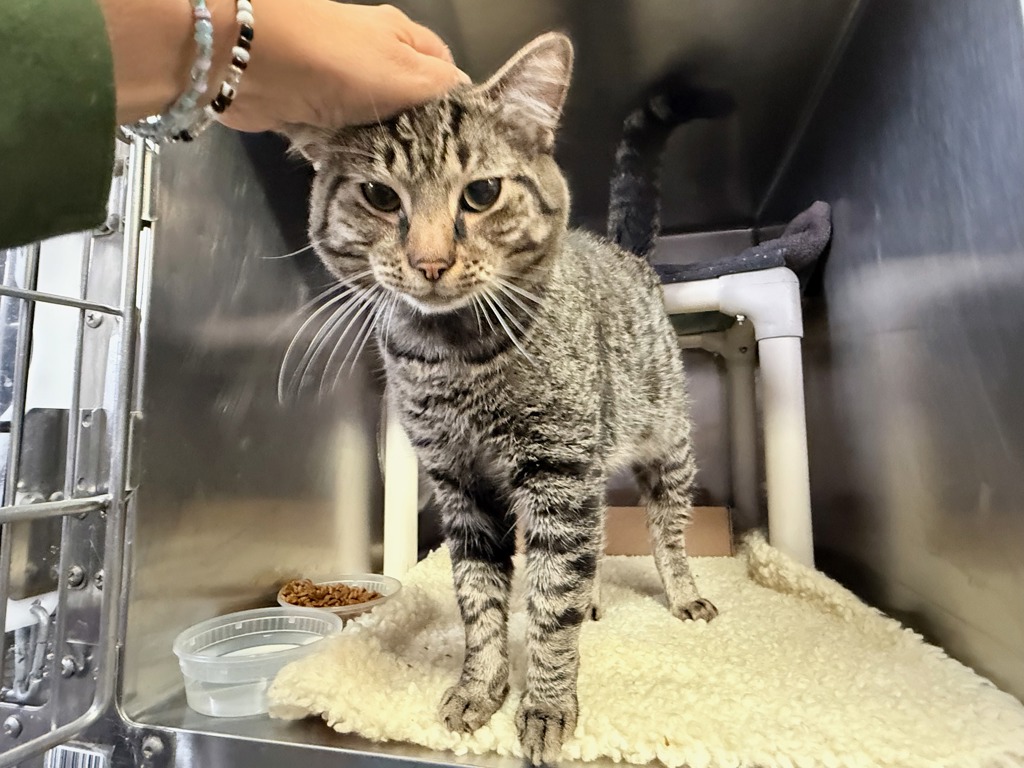 Shelter Stray Male Cat last seen BRONX, NY, 10461, 326 E 110th St, New York, NY 10029, USA