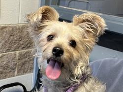 Shelter Stray Female Dog last seen E 123rd Street, NEW YORK, NY, 10035, 326 E 110th St, New York, NY 10029, USA