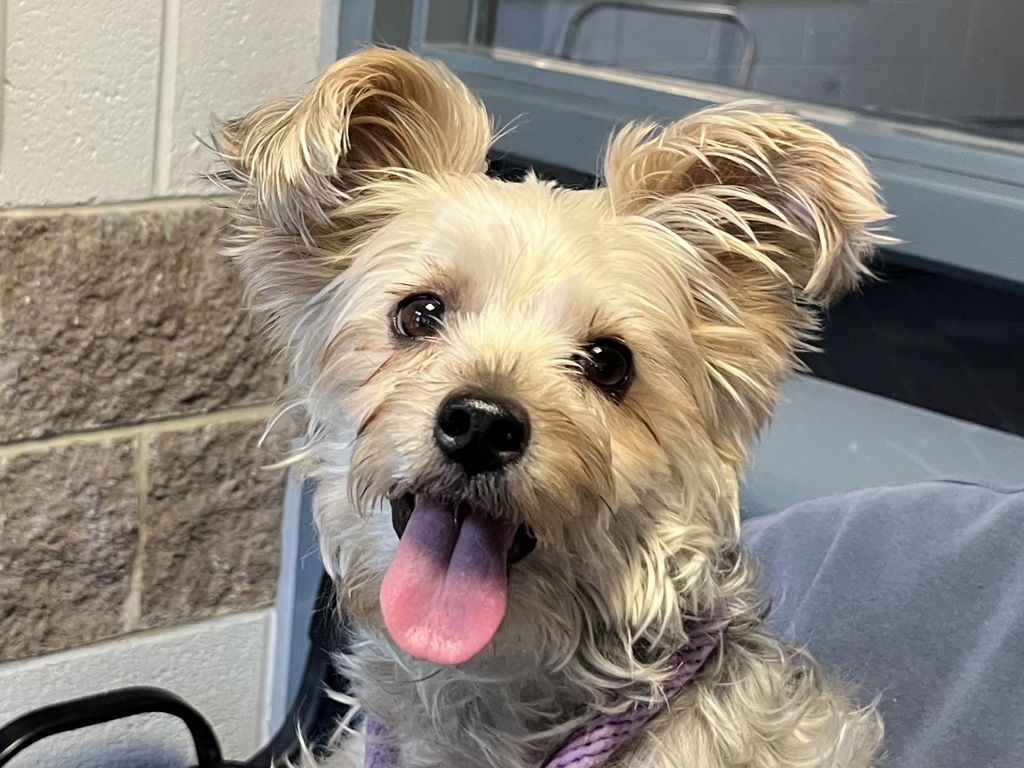 Shelter Stray Female Dog last seen E 123rd Street, NEW YORK, NY, 10035, 326 E 110th St, New York, NY 10029, USA