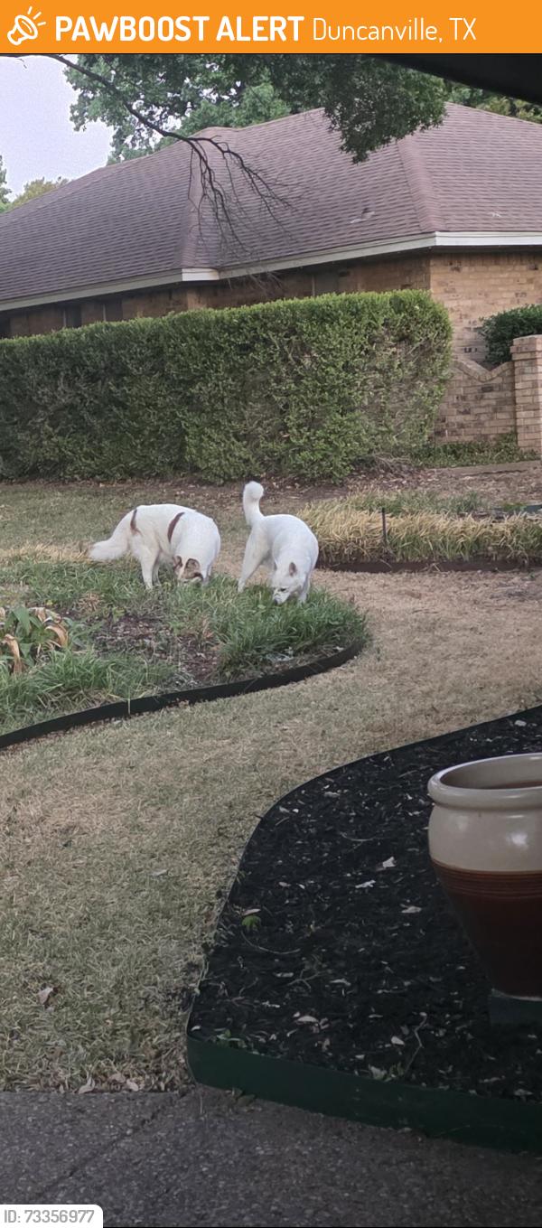 Found/Stray Unknown Dog last seen Larry drive & swan ridge, Duncanville, TX 75137