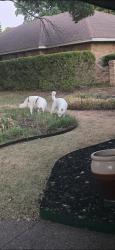Found/Stray Unknown Dog last seen Larry drive & swan ridge, Duncanville, TX 75137
