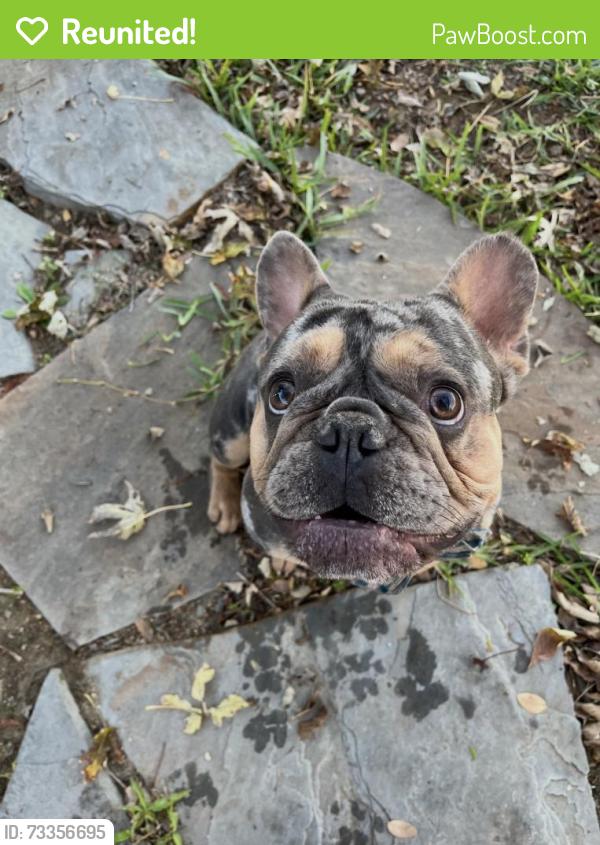 Reunited Male Dog last seen 1385/strittmatter, Pilot Point, TX 76258