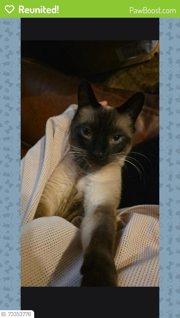 Reunited Male Cat last seen grey woods, Des Moines, IA 50317