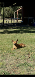 Lost Male Dog last seen Beaumont Rd & Cedar Bayou Rs, Baytown, TX 77520