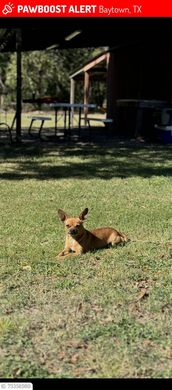 Lost Male Dog last seen Beaumont Rd & Cedar Bayou Rs, Baytown, TX 77520