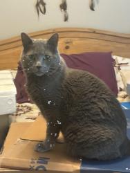 Lost Female Cat last seen Zang St & 2nd ave, Lakewood, CO 80228