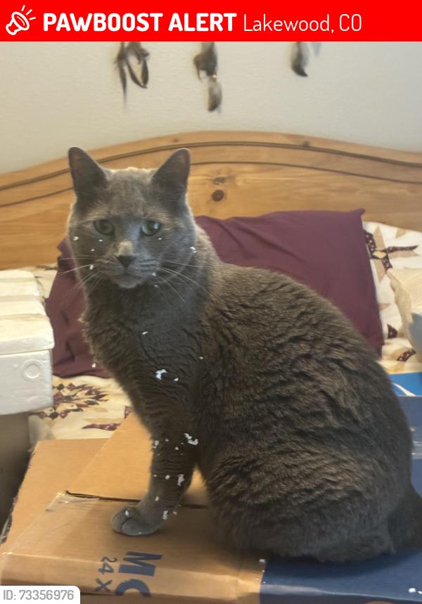 Lost Female Cat last seen Zang St & 2nd ave, Lakewood, CO 80228