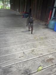 Found/Stray Unknown Cat last seen Devils Fork Rd, Flag Pond, TN 37657