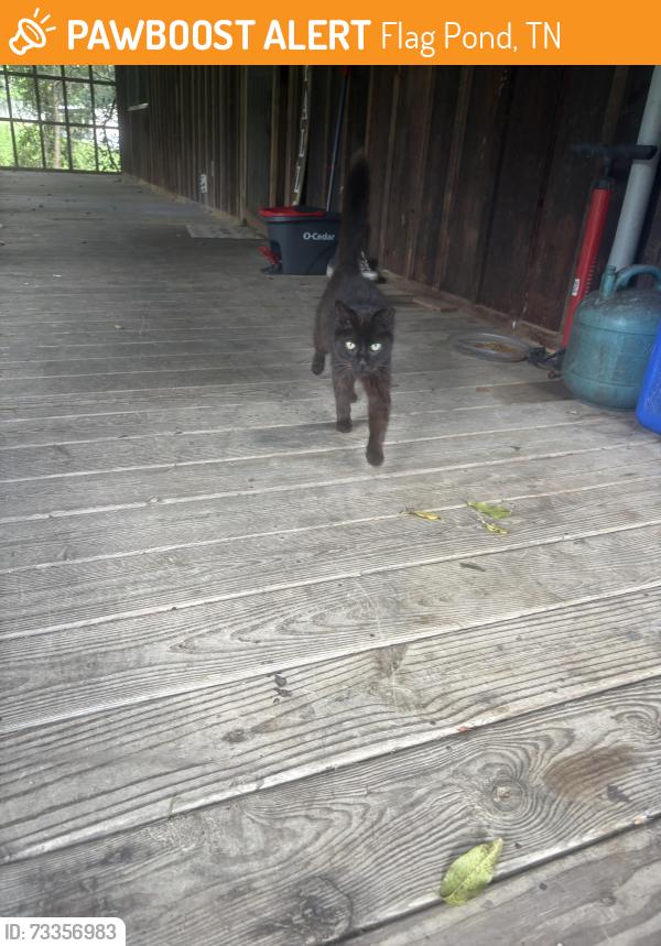 Found/Stray Unknown Cat last seen Devils Fork Rd, Flag Pond, TN 37657
