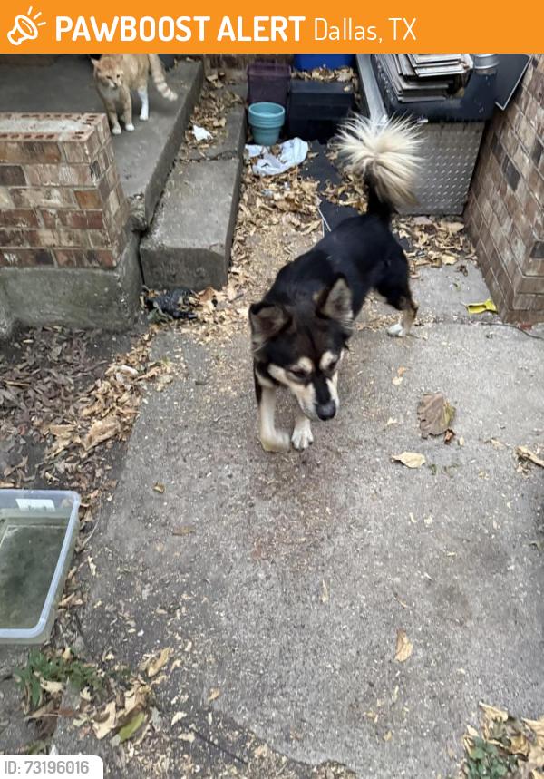 Found/Stray Unknown Dog last seen Jennie Lee, Dallas, TX 75227
