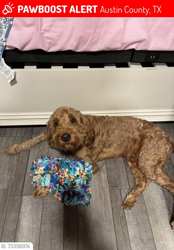 Lost Male Dog last seen oild field road bellville, Austin County, TX 77418