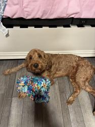 Lost Male Dog last seen oild field road bellville, Austin County, TX 77418
