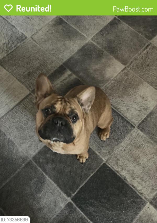 Reunited Male Dog last seen 1385/ Strittmatter, Pilot Point, TX 76258