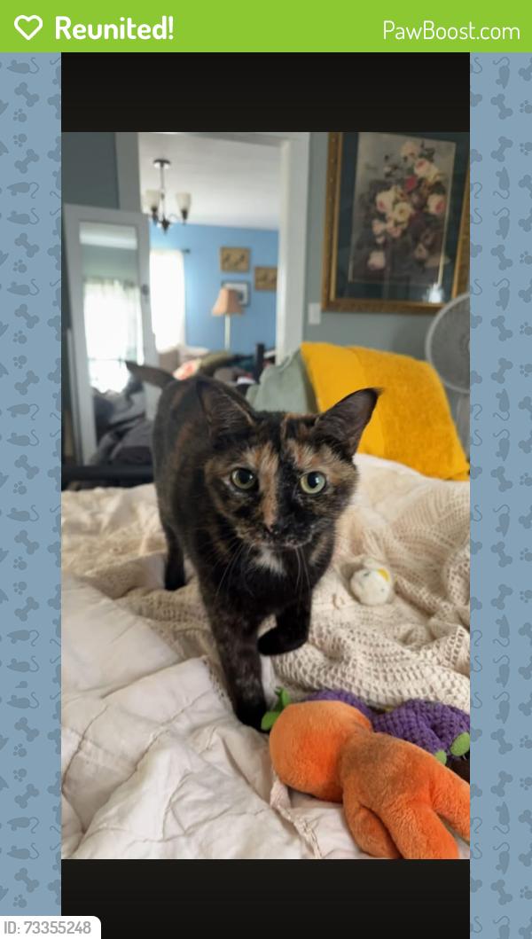 Reunited Female Cat last seen Sarah’s Way, Highway 81, Jonesborough, TN 37659