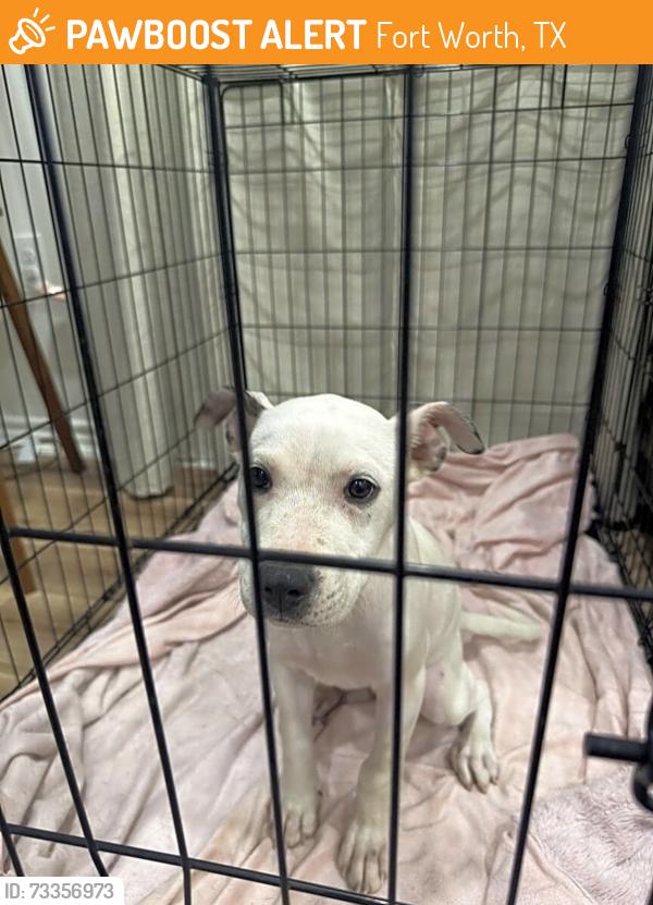 Found/Stray Female Dog last seen Tucker st, Virginia st, Fort Worth, TX 76102