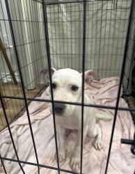 Found/Stray Female Dog last seen Tucker st, Virginia st, Fort Worth, TX 76102