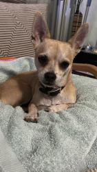 Found/Stray Male Dog last seen Sunrise, FL, Sunrise, FL 33351