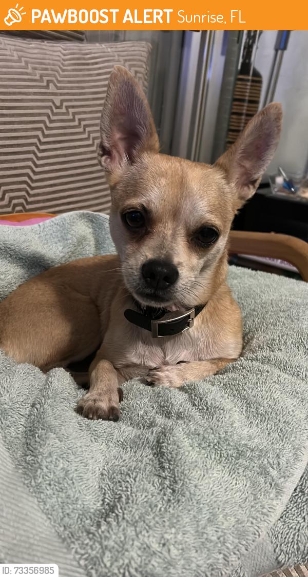 Found/Stray Male Dog last seen Sunrise, FL, Sunrise, FL 33351