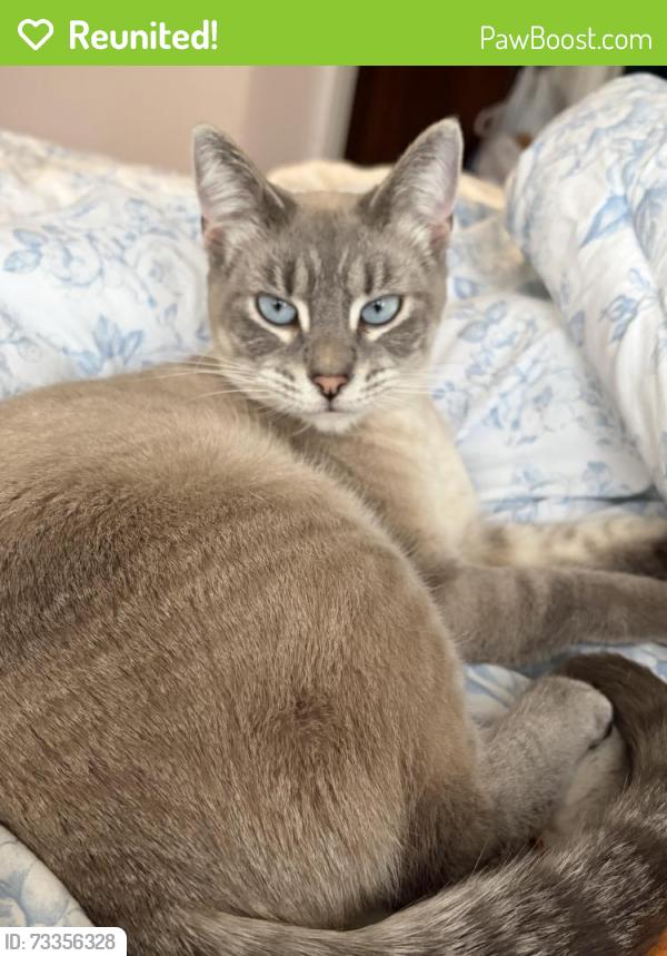 Reunited Female Cat last seen Lake bluff and Murray, Shorewood, WI 53211