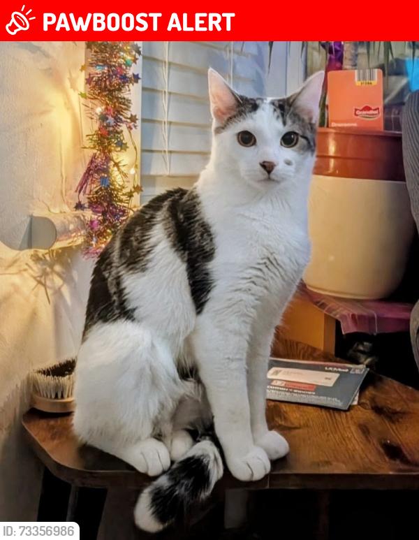 Lost Male Cat last seen St Johns road E17 London, Greater London, England E17 4JH