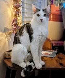 Lost Male Cat last seen St Johns road E17 London, Greater London, England E17 4JH