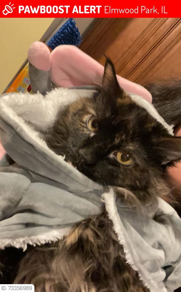 Lost Female Cat last seen 75th and George, Elmwood Park, IL 60707