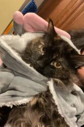 Lost Female Cat last seen 75th and George, Elmwood Park, IL 60707