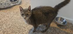 Found/Stray Unknown Cat last seen Spirit Lane near Mammoth Park, Mount Pleasant, PA 15666