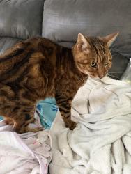 Reunited Female Cat last seen Near Bear Ridge Farms, Jacksonville, NC 28540