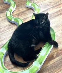Lost Male Cat last seen S Saulsbury St and Walden, Columbine, CO 80123