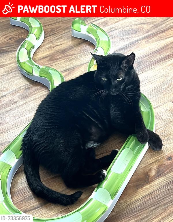 Lost Male Cat last seen S Saulsbury St and Walden, Columbine, CO 80123