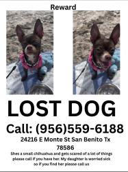 Lost Female Dog last seen Near e monte st, San Benito, TX 78586
