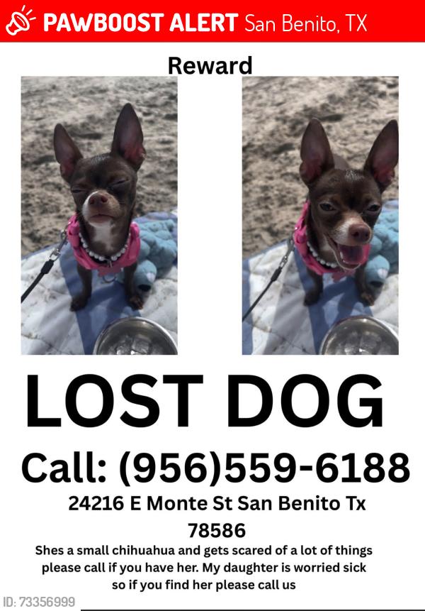 Lost Female Dog last seen Near e monte st, San Benito, TX 78586