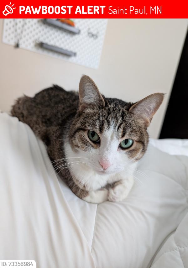 Lost Female Cat last seen Lower Afton Road and McKnight Road South, Saint Paul, MN 55119