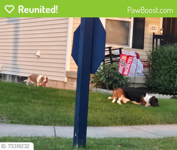Reunited Unknown Dog last seen Ithaca and Battle Creek Wy, Columbus, OH 43228