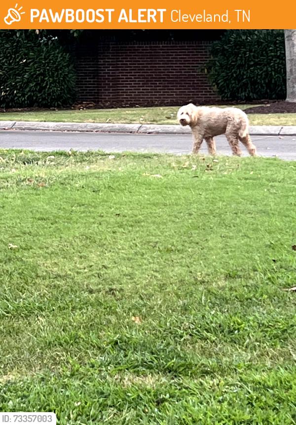 Found/Stray Male Dog last seen First Presbyterian Church, Cleveland, TN 37311