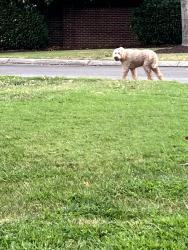 Found/Stray Male Dog last seen First Presbyterian Church, Cleveland, TN 37311