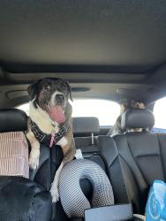 Lost Male Dog last seen Near viridian drive apt-249 lafyatte co, Lafayette, CO 80026