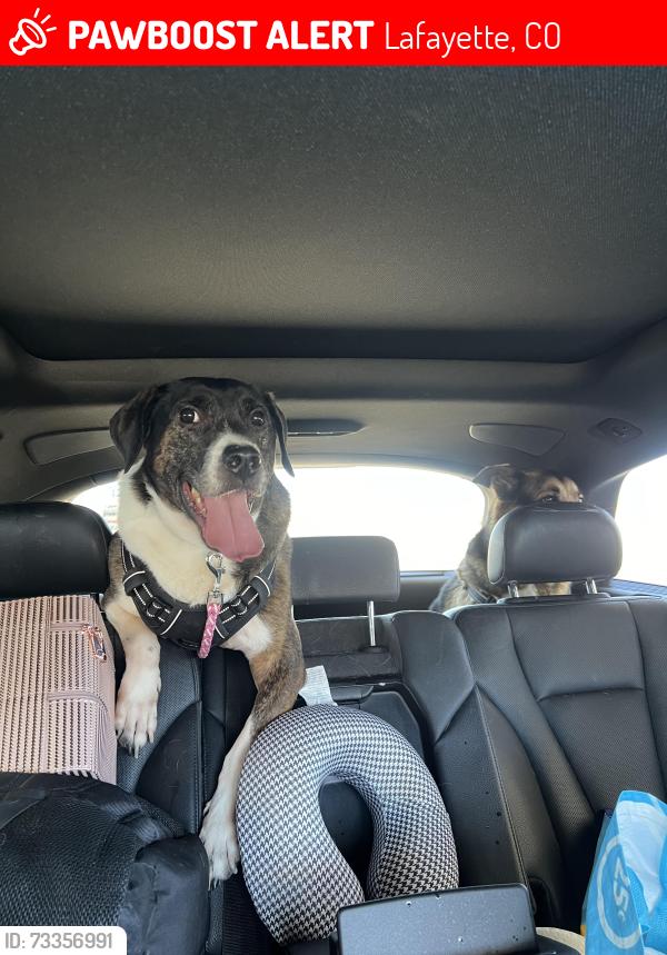 Lost Male Dog last seen Near viridian drive apt-249 lafyatte co, Lafayette, CO 80026