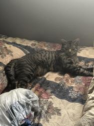 Lost Male Cat last seen Telegraph Road, St. Louis, MO 63125