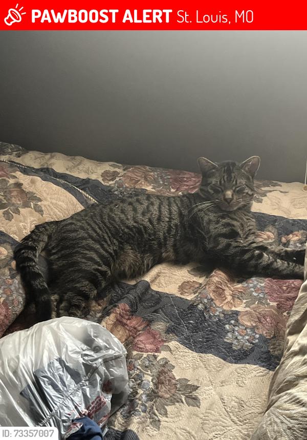 Lost Male Cat last seen Telegraph Road, St. Louis, MO 63125