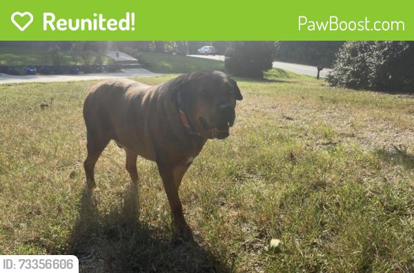 Reunited Male Dog last seen Near Intersection of Bullard Rd and Lost Mountain Rd, Powder Springs, GA 30127