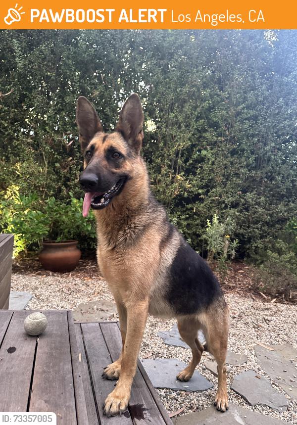 Found/Stray Female Dog last seen Gramercy and W 65th street, Los Angeles, CA 90047