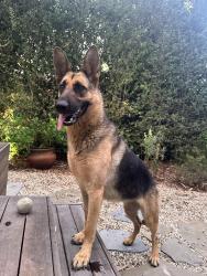 Found/Stray Female Dog last seen Gramercy and W 65th street, Los Angeles, CA 90047