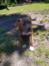 Lost Female Dog last seen Savage ct midwey 6, Jacksonville, NC 28544