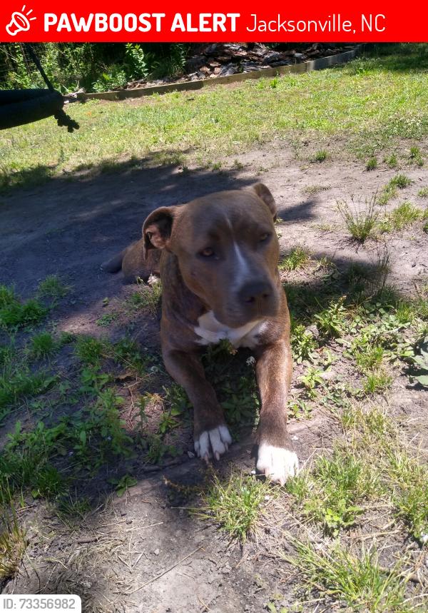 Lost Female Dog last seen Savage ct midwey 6, Jacksonville, NC 28544