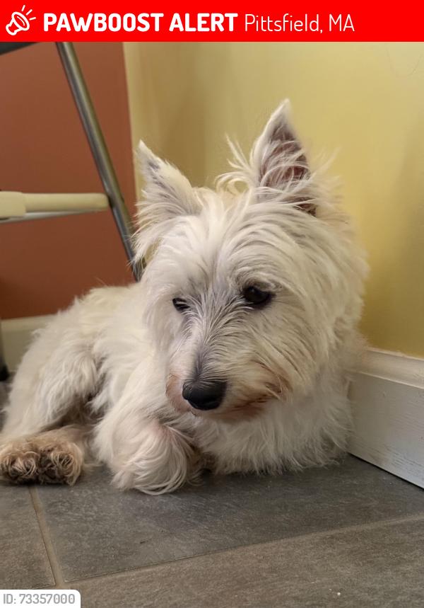 Lost Female Dog last seen Wingate at Melbourne Place, Melbourne Rd., Pittsfield MA, Pittsfield, MA 01201