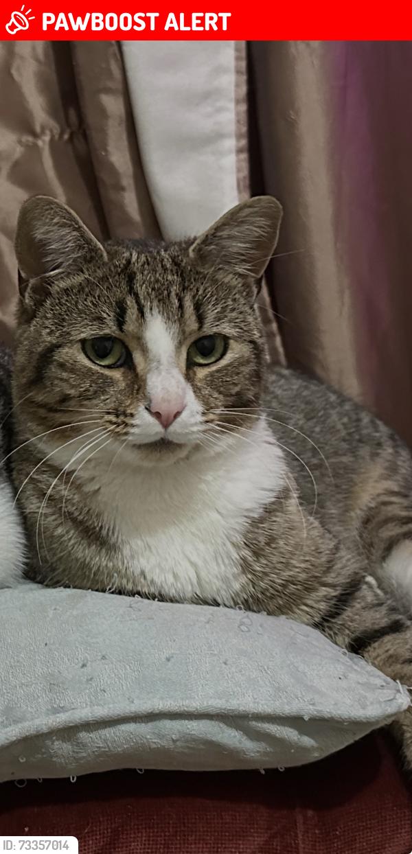 Lost Male Cat last seen Wellow close, Southampton, England SO18 5GX