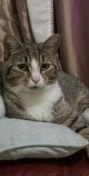 Lost Male Cat last seen Wellow close, Southampton, England SO18 5GX